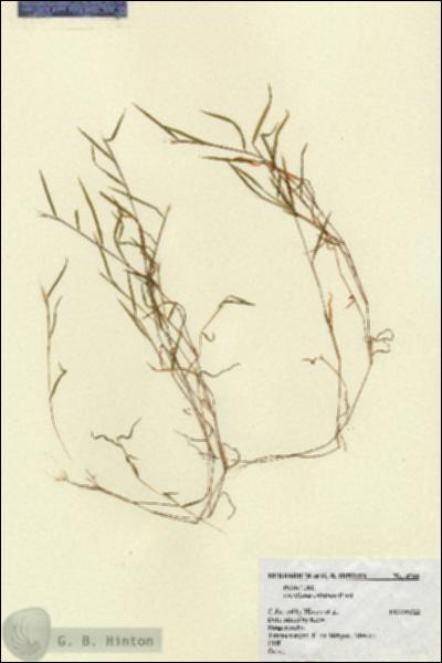 URN_catalog_HBHinton_herbarium_4788.jpg.jpg