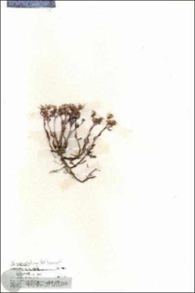 URN_catalog_HBHinton_herbarium_19890.jpg.jpg