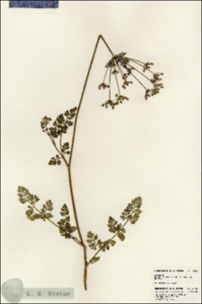URN_catalog_HBHinton_herbarium_24538.jpg.jpg