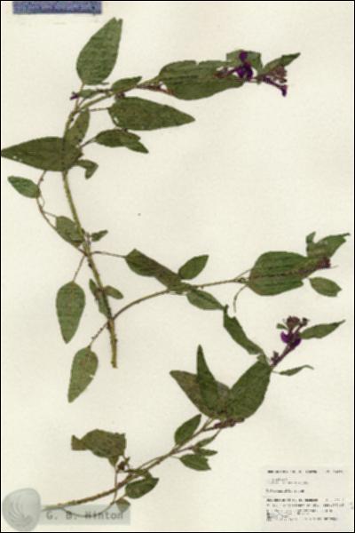 URN_catalog_HBHinton_herbarium_24872.jpg.jpg