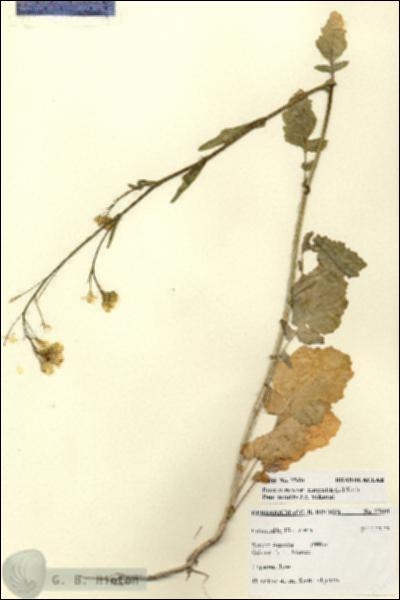 URN_catalog_HBHinton_herbarium_27601.jpg.jpg