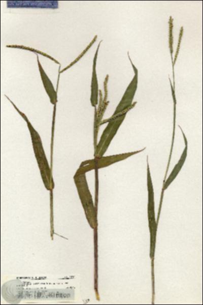 URN_catalog_HBHinton_herbarium_20910.jpg.jpg