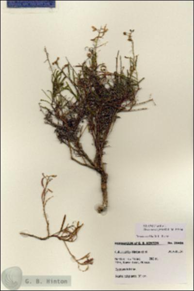 URN_catalog_HBHinton_herbarium_28404.jpg.jpg