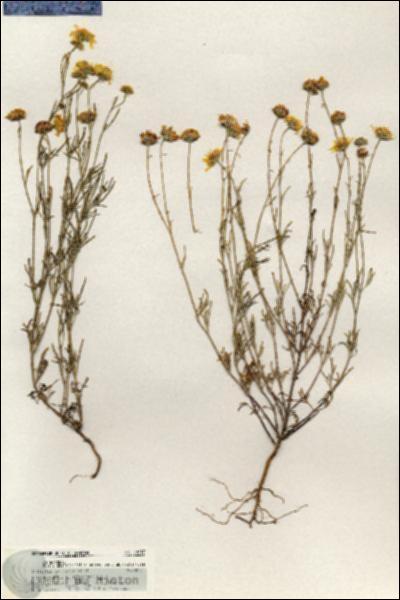 URN_catalog_HBHinton_herbarium_20617.jpg.jpg