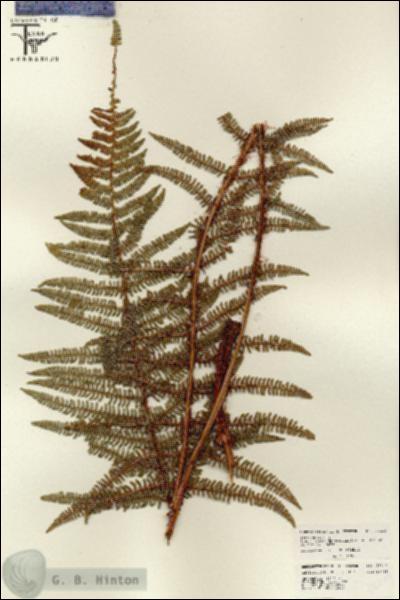 URN_catalog_HBHinton_herbarium_26214.jpg.jpg
