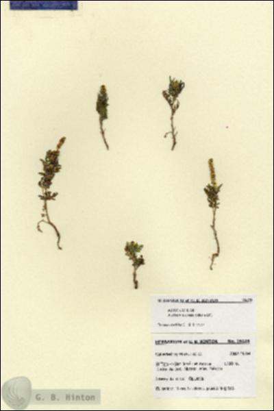 URN_catalog_HBHinton_herbarium_28659.jpg.jpg