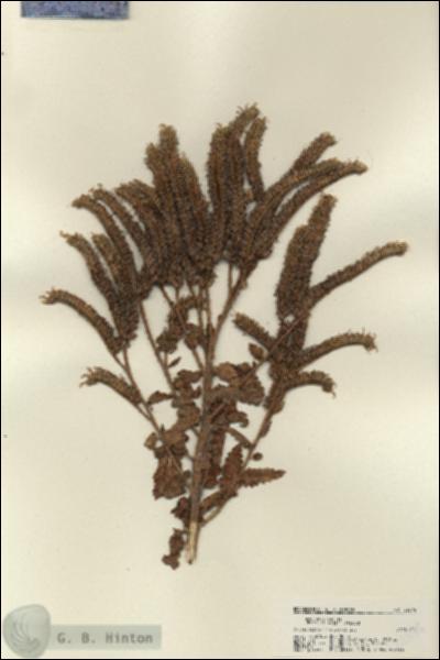 URN_catalog_HBHinton_herbarium_22574.jpg.jpg