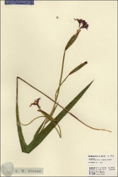 URN_catalog_HBHinton_herbarium_23224.jpg.jpg