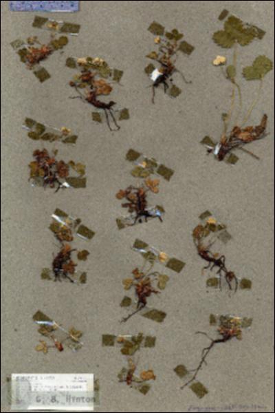 URN_catalog_HBHinton_herbarium_18163.jpg.jpg