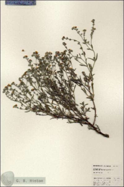 URN_catalog_HBHinton_herbarium_25367.jpg.jpg