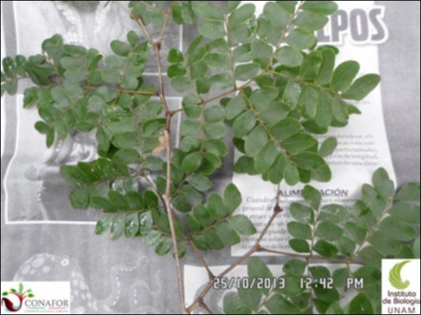 51445_S1_HJ1_20131025_024_001.jpg.jpg