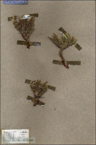 URN_catalog_HBHinton_herbarium_19563.jpg.jpg