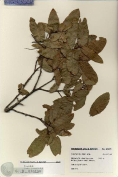 URN_catalog_HBHinton_herbarium_28215.jpg.jpg