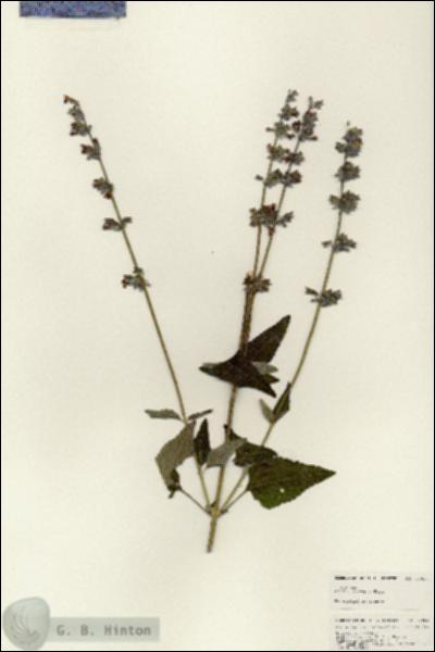 URN_catalog_HBHinton_herbarium_24954.jpg.jpg