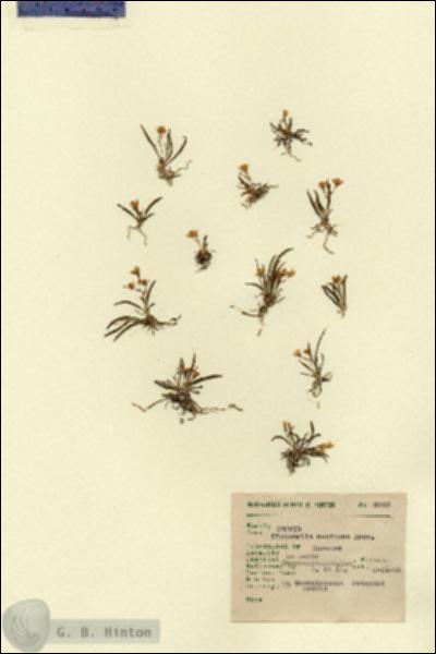 URN_catalog_HBHinton_herbarium_8928.jpg.jpg
