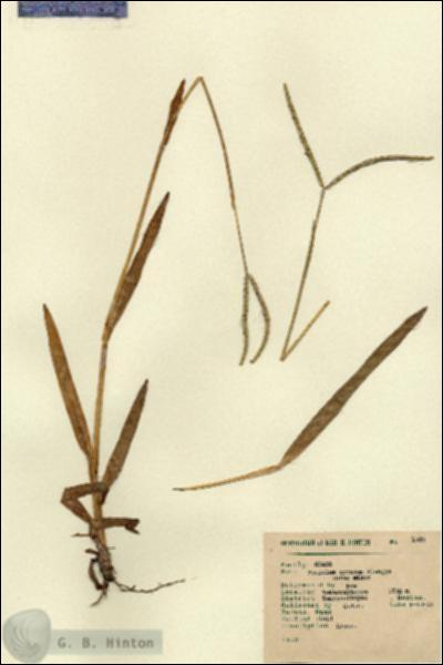 URN_catalog_HBHinton_herbarium_1585.jpg.jpg