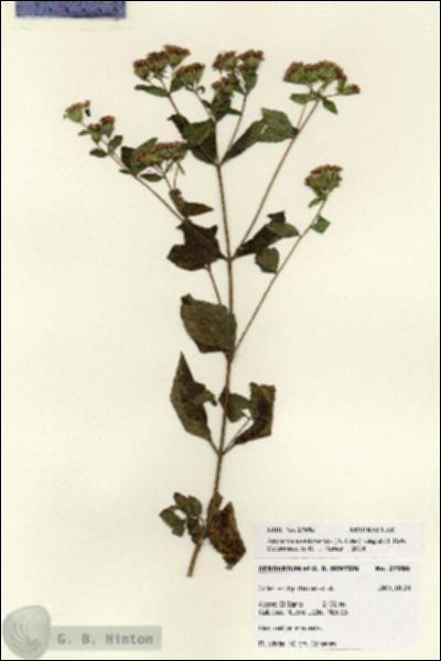 URN_catalog_HBHinton_herbarium_27986.jpg.jpg