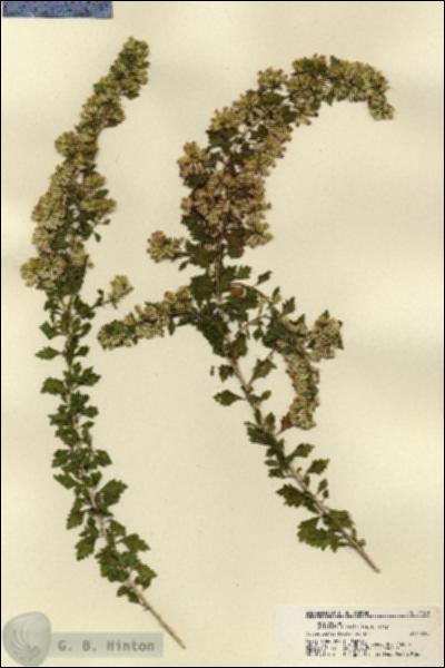 URN_catalog_HBHinton_herbarium_21576.jpg.jpg