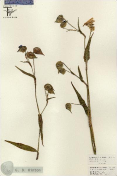 URN_catalog_HBHinton_herbarium_26039.jpg.jpg