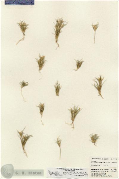 URN_catalog_HBHinton_herbarium_23554.jpg.jpg