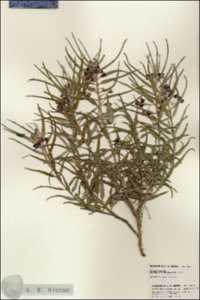 URN_catalog_HBHinton_herbarium_25347.jpg.jpg