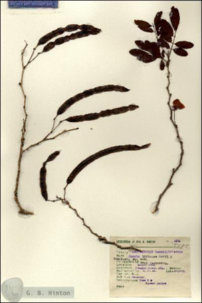 URN_catalog_HBHinton_herbarium_6144.jpg.jpg