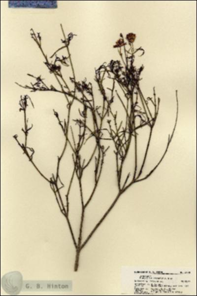 URN_catalog_HBHinton_herbarium_21778.jpg.jpg