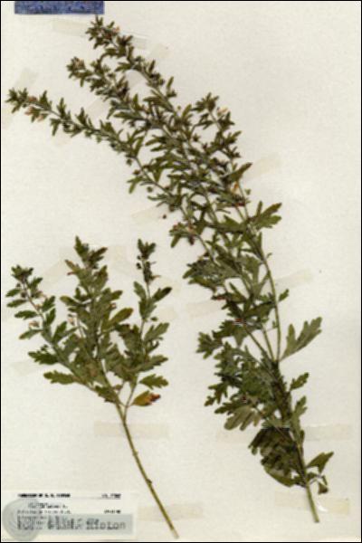 URN_catalog_HBHinton_herbarium_20062.jpg.jpg