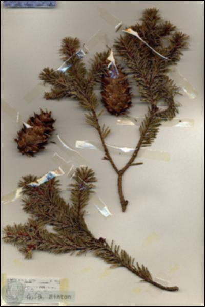 URN_catalog_HBHinton_herbarium_18935.jpg.jpg