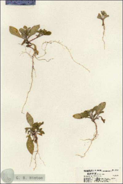 URN_catalog_HBHinton_herbarium_21187.jpg.jpg