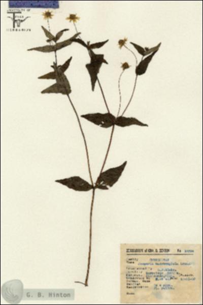 URN_catalog_HBHinton_herbarium_15364.jpg.jpg