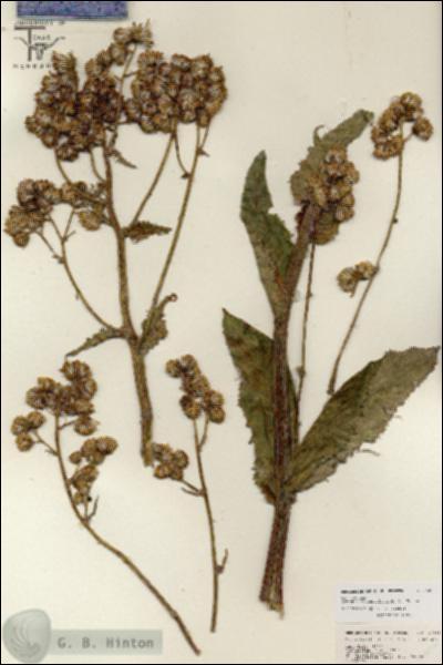 URN_catalog_HBHinton_herbarium_26816.jpg.jpg