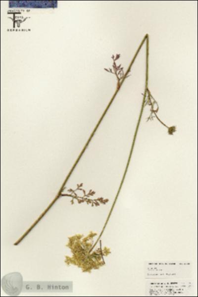URN_catalog_HBHinton_herbarium_25408.jpg.jpg