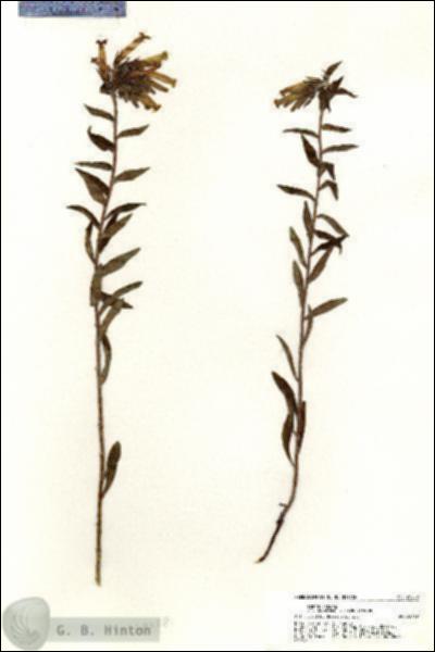 URN_catalog_HBHinton_herbarium_20288.jpg.jpg