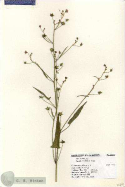 URN_catalog_HBHinton_herbarium_25672.jpg.jpg