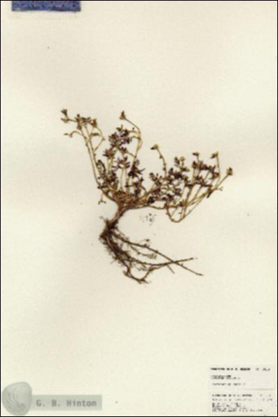 URN_catalog_HBHinton_herbarium_25145.jpg.jpg