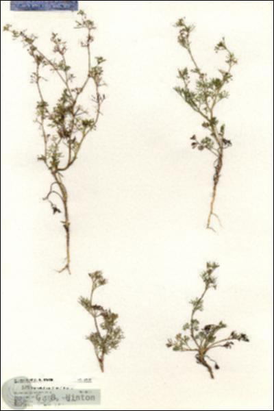 URN_catalog_HBHinton_herbarium_20613.jpg.jpg