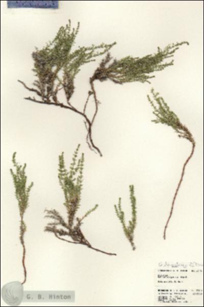 URN_catalog_HBHinton_herbarium_23110.jpg.jpg