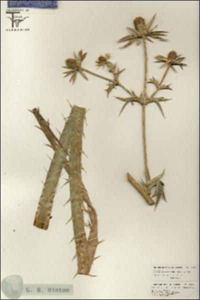 URN_catalog_HBHinton_herbarium_26562.jpg.jpg