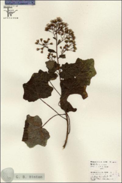 URN_catalog_HBHinton_herbarium_26178.jpg.jpg