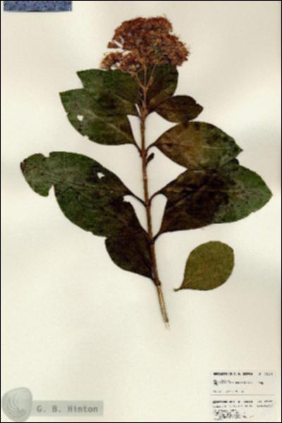 URN_catalog_HBHinton_herbarium_25106.jpg.jpg