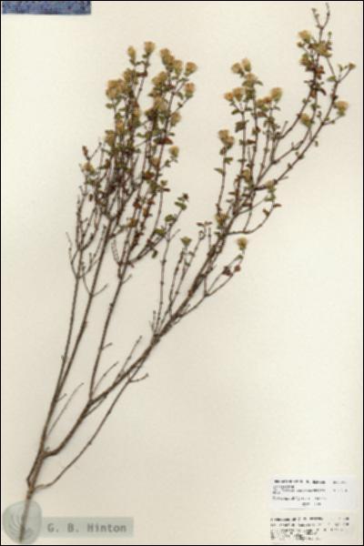 URN_catalog_HBHinton_herbarium_25708.jpg.jpg