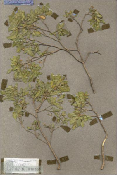 URN_catalog_HBHinton_herbarium_17587.jpg.jpg