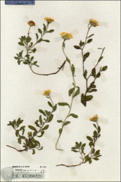 URN_catalog_HBHinton_herbarium_19920.jpg.jpg