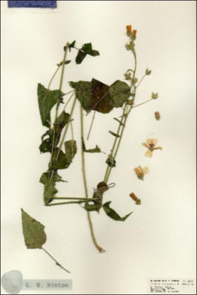 URN_catalog_HBHinton_herbarium_25025.jpg.jpg