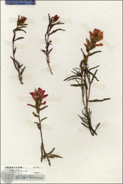 URN_catalog_HBHinton_herbarium_19688.jpg.jpg