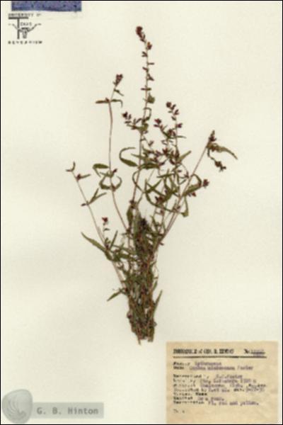 URN_catalog_HBHinton_herbarium_12268.jpg.jpg