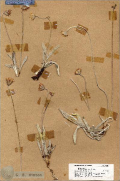 URN_catalog_HBHinton_herbarium_18250.jpg.jpg