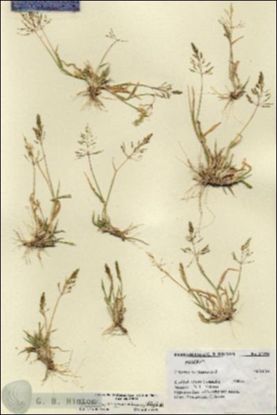 URN_catalog_HBHinton_herbarium_27294.jpg.jpg