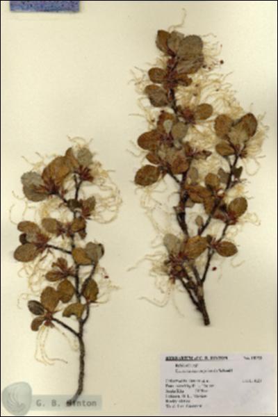 URN_catalog_HBHinton_herbarium_18193.jpg.jpg